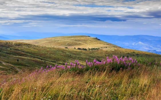 high wild grass and purple flowers at the top of the mountain