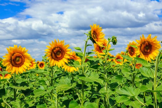 young field of sunflowers under the blue sky horizontal