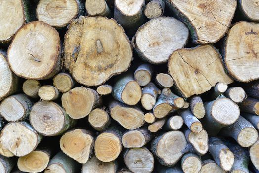 Piles of firewood, cut into logs, the wood of Sardinia.