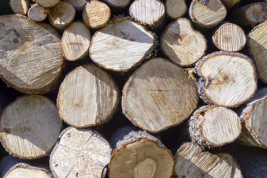 Piles of firewood, cut into logs, the wood of Sardinia.