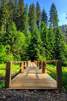 wooden bridge stretching into the depths of the forest vertical