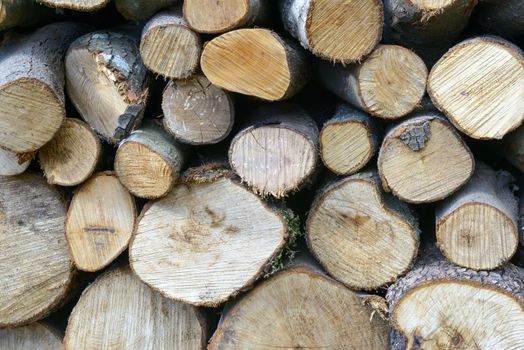 Piles of firewood, cut into logs, the wood of Sardinia.