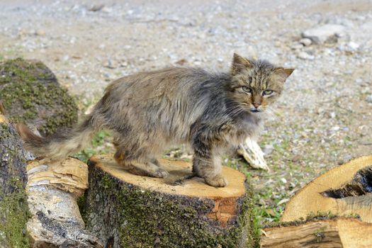 The old cat rests in the sun on top of wood piles