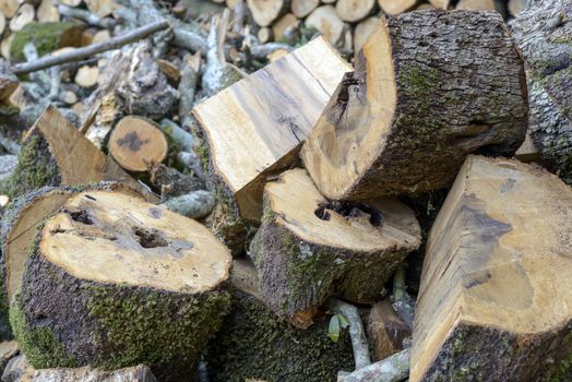 Piles of firewood, cut into logs, the wood of Sardinia.