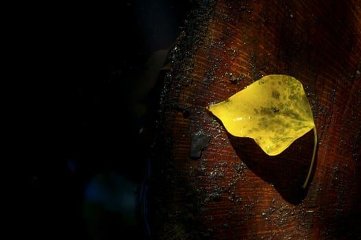 Lonely yellow leaf in a puddle of water in the woods