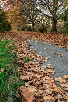 low angel path along the green lawn and trees strewn with withered leaves in early autumn