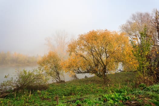 autumn embankment with yellow tree covered with thick fog