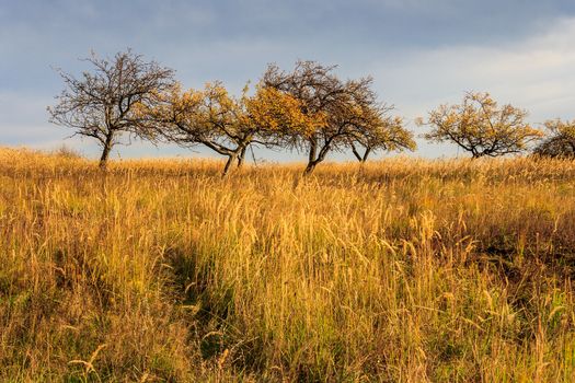 Fallen trees in a dried grass under a heavy gray sky