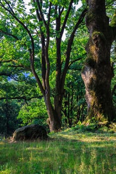 stone near a tree at the edge of the slope in the forest. vertical