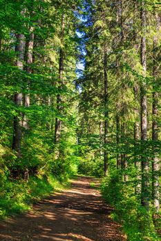 trail near the tall trees in the dense coniferous forest early in the morning