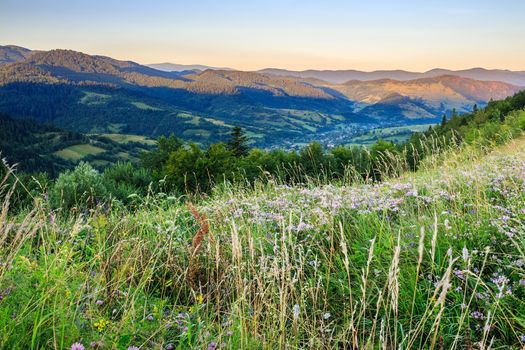 wild meadow in front of a forest on the hillside