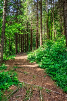 pathway in a forest among the tall trees, rises up