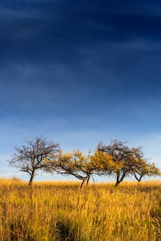 few yellowed lonely tree in a field under a dark blue autumn sky