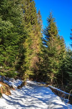 snow-covered pathway going up to the coniferous forest on sunny winter day