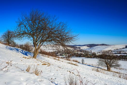 Bare trees on a snow-covered hillside near the village in the mountains, under the frosty blue sky