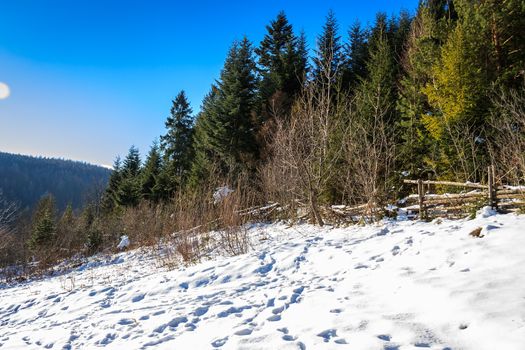 winter landscape with snow-covered pine forest on the hillside