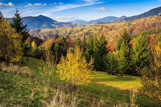 Autumn mountain landscape. green fur between deciduous forest with yellowed leaves under the blue sky.