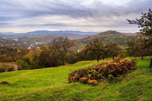 apple orchard and a wild rose bush on top of the mountain in late autumn cloudy day