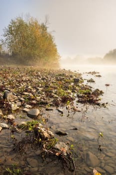 Foggy morning on the river pebble beach with bushes. vertical