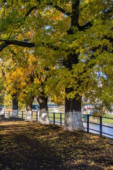 large old trees turned yellow along the fence on the embankment