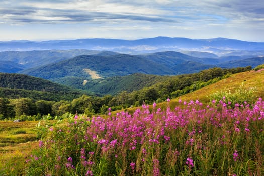 purple flowers on a hillside in the mountain landscape