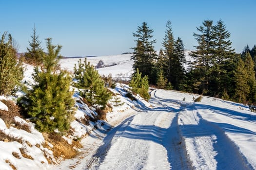 trees along the winding road leading to the mountain in winter