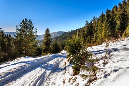 trees along snow-covered the road leading to the forest in the mountains in winter