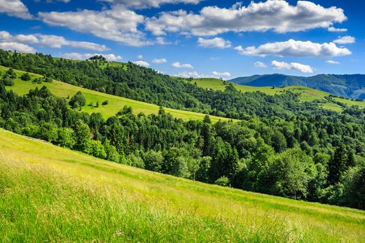 summer landscape with green fields and pine forest on the hillside