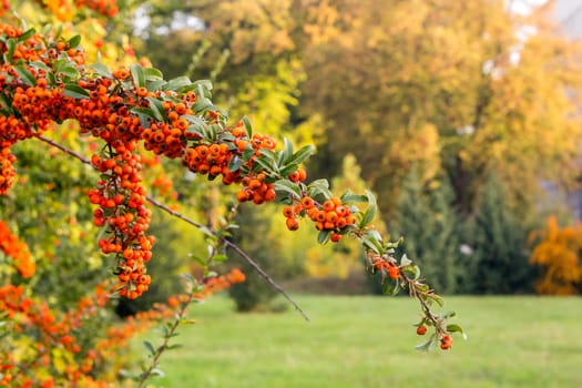 Orange branch of mountain ash on a background of grass and autumn park