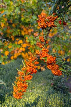 Orange branch of mountain ash on a background of grass and autumn leaves