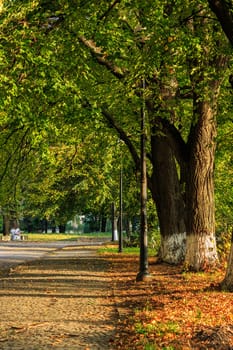 walking alley early autumn. trees with green foliage. early in the morning