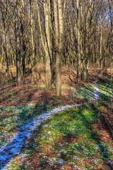 snow-covered path near the forest lawn with green grass and withered leaves in late autumn