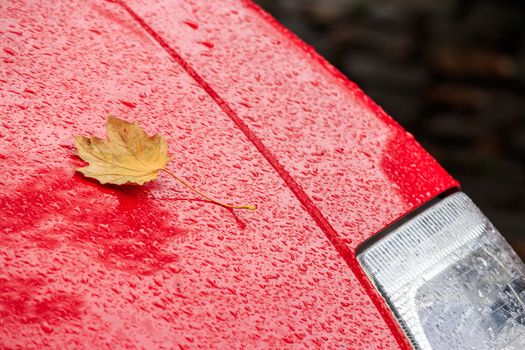 yellow leaf on the wet hood of a red car