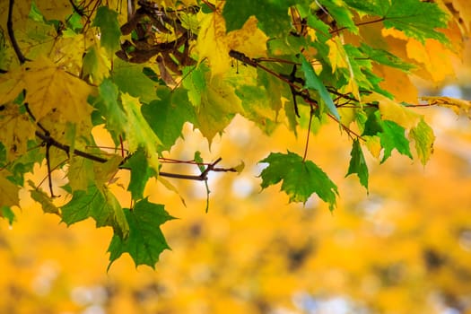 few green leaves on a tree on a background of yellow foliage