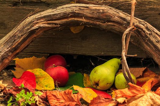 autumnal fruit still life with apples and pears in foliage  on board and vines background