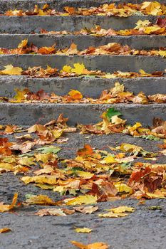 steps under a tree in the town square covered with foliage