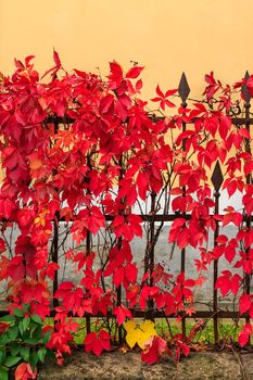 red foliage with blue berries on a metal fence