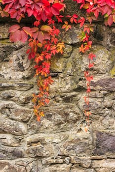 climbing plant with red leaves in autumn on the old stone wall