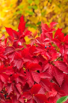 climbing plant with red leaves and blue berries on a yellow foliage background