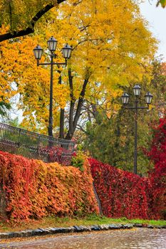 urban landscape. street lights under the yellow crowns of autumn trees near a metal fence on the street wet from rain