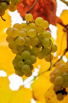 yellow bunches of grapes hanging on the vine on abstract blurred background of grape leaves