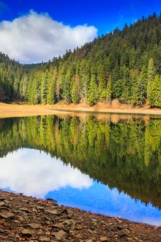 Mountain lake and colorful foliage in Autumn coniferous forest
