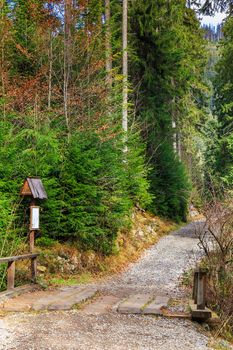 autumn landscape. footpath in the coniferous forest
