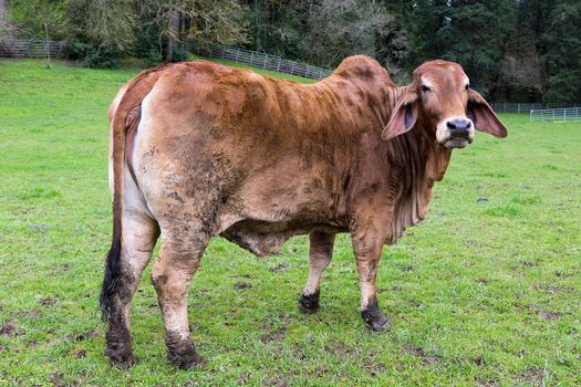 Brahman Cattle on green pasture at rural farm in Oregon