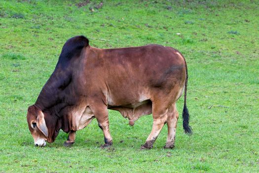 Brahman Cattle grazing on green pasture at rural farmland in Oregon