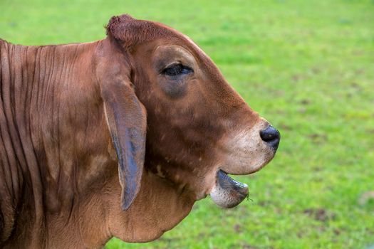 Brahman Cattle with smiling or laughing facial expression side profile portrait closeup