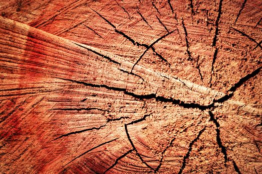 abstract background or texture detail of sawn tree trunk