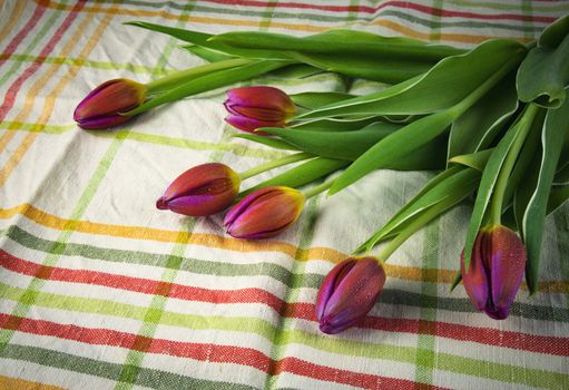 still life spring tulips brightly colored fabric