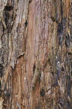 Closeup of the bark of an old tree