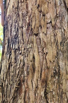 Closeup of the bark of an old tree